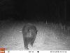 bear 2019.JPG