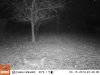 03150079 - Bobcat.JPG