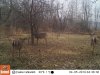 04050805 - Deer.JPG
