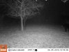 04050852 - Bear.JPG