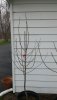 04-16-19 Wickson on P.18.jpg