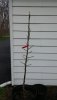 2019 04-29 pruned to shape for central leader.jpg