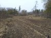 jackpine plot.jpg