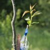 Waneta plum graft-08711 1080px2.jpg