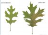oak.jpg