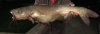 big catfish no face (2).png