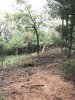 Brush Pile Over Sand.jpg