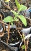 M111 Root Prunings.jpg