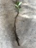 Leafed Out Root Clipping.jpg