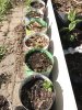 Repotted Root Clippings.jpg