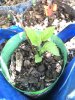 Dolgo Seedling Root Clipping.jpg