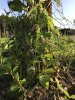 Rooted Trunk  Root Suckers.jpg