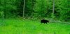 Bear2.jpg