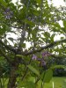 IMG_20190624_151644872.jpg