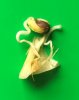Granny Smith Seed.jpg