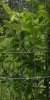 2019 07-02 first apple.JPG