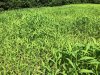 IMG_1931.jpeg
