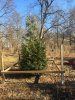 wood cageIMG_2317.JPG