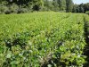 DSC08110.JPG