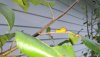 Yellow caterpiller.jpg