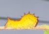 Yellow caterpiller close up.JPG