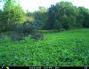 food plot fiight.JPG