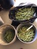 peas.jpeg