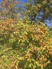 IMG_3781.JPG