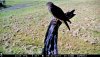 Hawk1.jpg Hawk1.jpg