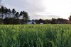 triticale.jpg