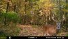 deer2.jpeg