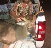Buck (2).JPG