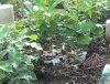 2014 Bur Oaks in cartons .JPG