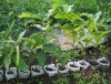 2014 Chestnuts in cartons 2.JPG