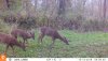 10140045 - doe & fawns.JPG