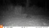 10140080 - racoon.JPG