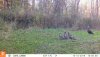 10150135 - turkeys.JPG