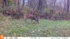 10170226 - buck.JPG