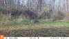 10260439 - fox.JPG