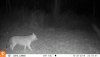 10300550 - coyote.JPG