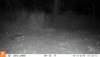 10150083 - house cat.JPG