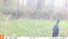 10180244 - dog.JPG
