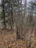 2BC52213-37D9-466D-980B-705BC953CF17.jpeg