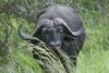 Water Buffalo.jpg