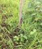 Food Plot (2).jpg