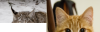 bobcat.png