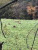 brassica plot.jpg brassica plot.jpg