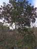 DSCN0736.JPG