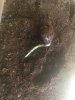 chestnut seed.jpg