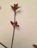 plant 2.jpg plant 2.jpg